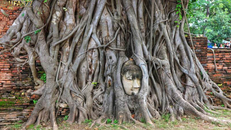 เศียรพระพุทธรูปกว่าร้อยปีในรากไม้