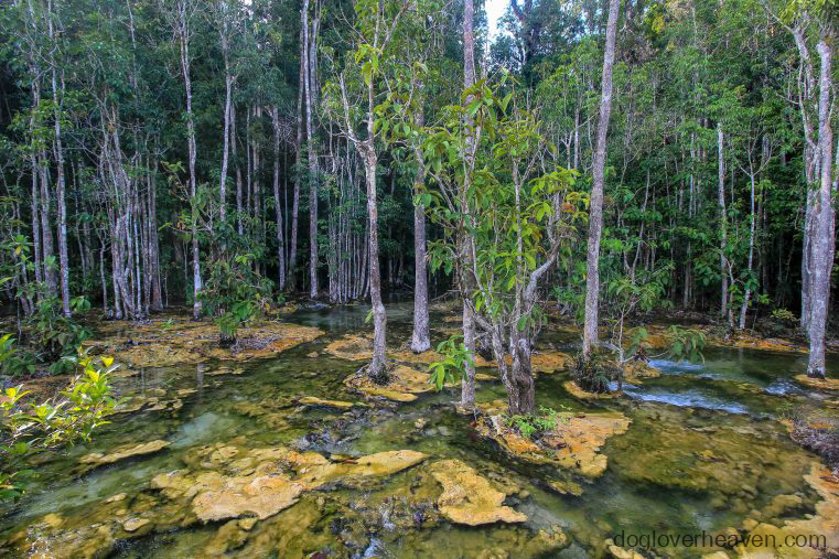 Emerald Pool Krabi สระมรกตเป็นสระน้ำสีฟ้าครามธรรมชาติ มีน้ำจืดจากลำธารธรรมชาติไหลลงมาจากเนินเขา ตั้งอยู่ในจังหวัดกระบี่ในประเทศไทย