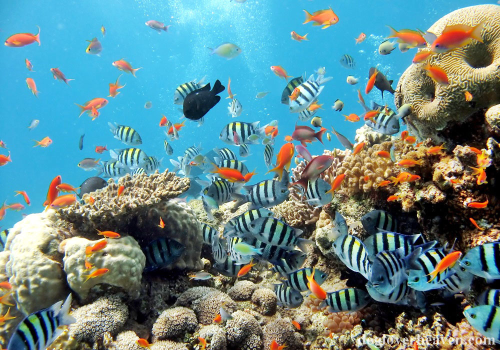 Underwater World Pattaya สถานที่ท่องเที่ยวในพัทยาที่ใดก็ตามที่มีเอกลักษณ์เฉพาะตัวและตรงเป้าหมายนักท่องเที่ยวที่มีความต้องการส่วนบุคคล