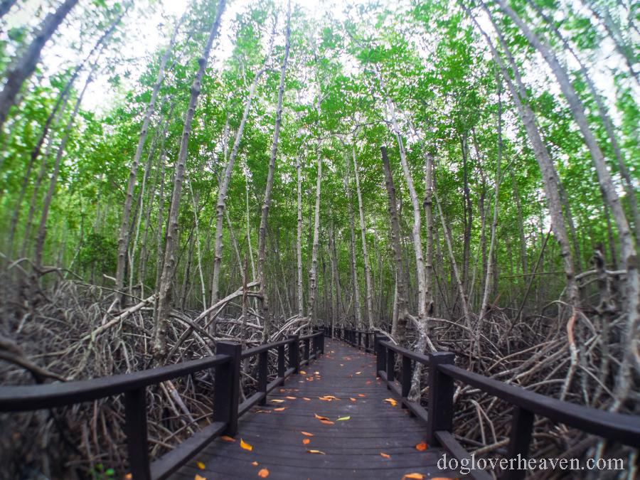 Pranburi Forest Park วนอุทยานปราณบุรีป่าชายเลนขนาดเล็กประมาณ 3.2 ตารางกิโลเมตร ตั้งอยู่ในอำเภอปราณบุรี จังหวัดประจวบคีรีขันธ์ ห่างจากสถาน