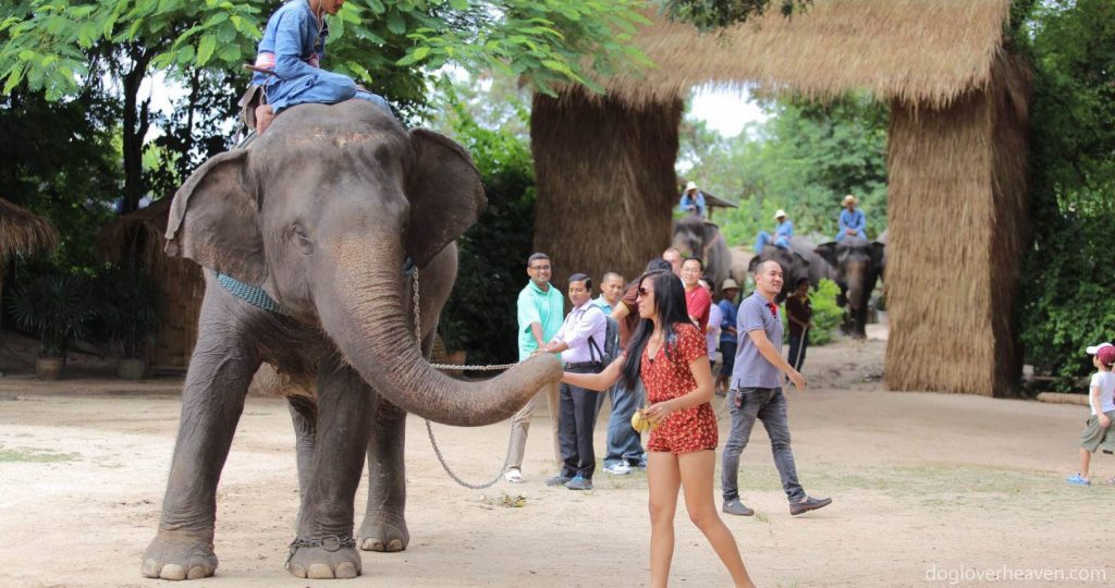Pattaya Elephant Village หมู่บ้านช้างพัทยา เป็นสถานที่ท่องเที่ยวของช้างรวมทั้งกิจกรรมความบันเทิงและการแสดงความสามารถ 