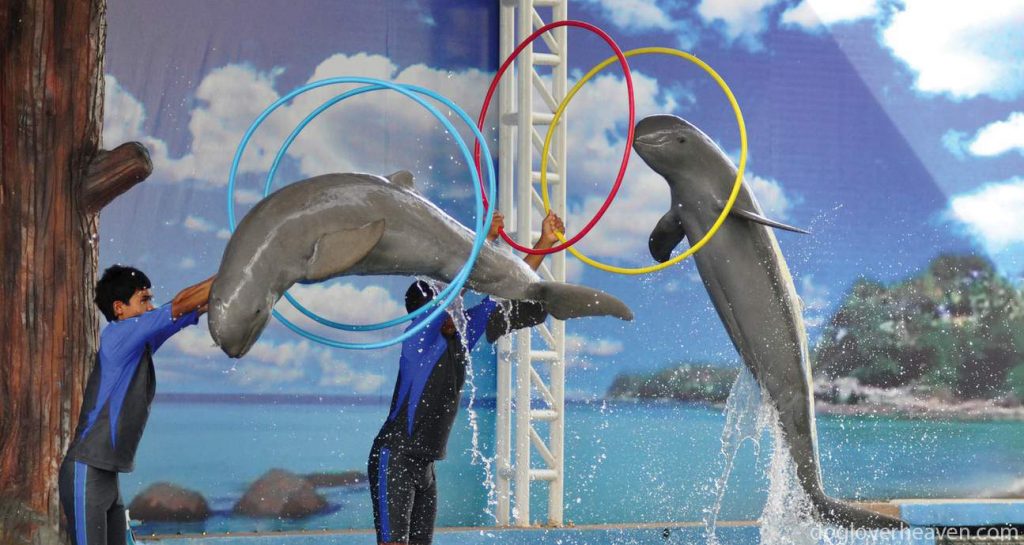 Pattaya Dolphin World พัทยาดอลฟินเวิลด์ที่เที่ยว ห้ามพลาดในพัทยา “ พัทยา ดอลฟิน เวิลด์ ” ที่ซึ่งนักท่องเที่ยวจะได้เห็นการแสดง