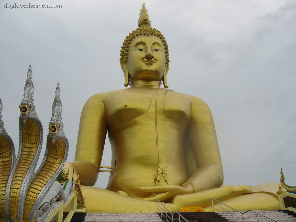 Wat Muang วัดม่วง ตำบลไผ่จำศีล จังหวัดอ่างทอง ประเทศไทย พระพุทธรูปทองคำที่วัดม่วงสูงที่สุดในประเทศไทยและสูงเป็นอันดับเก้าของโลก