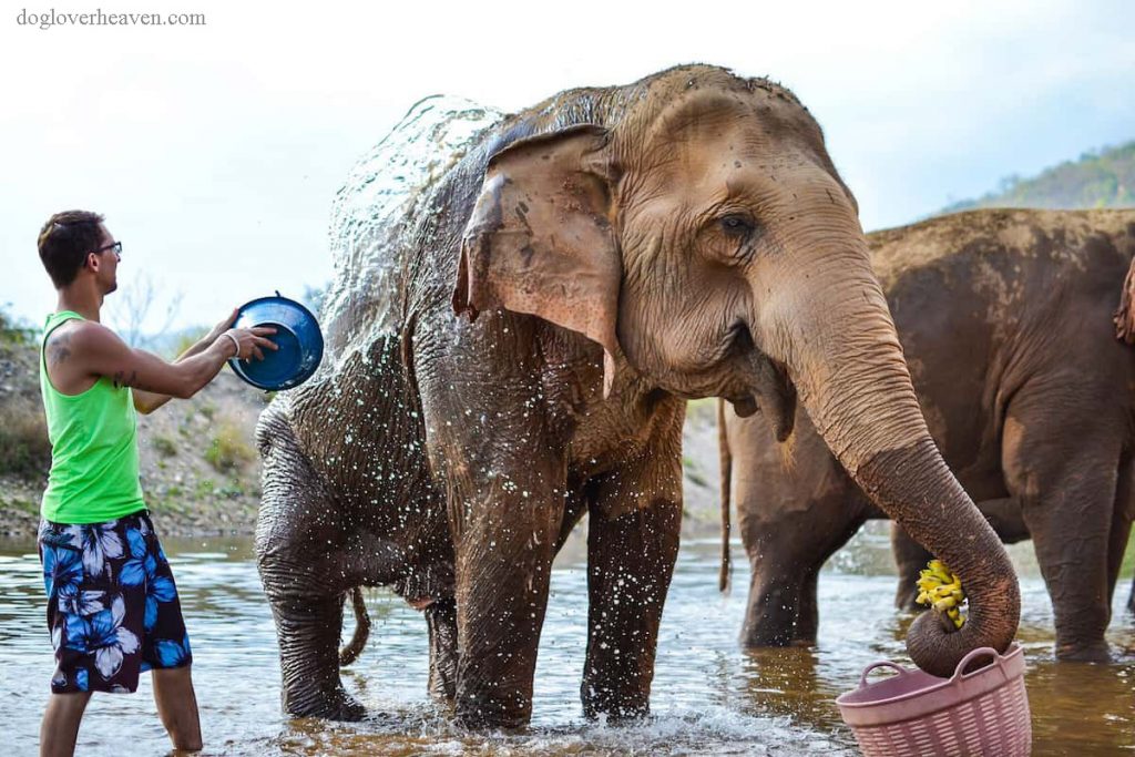 Elephant Nature Park อุทยานช้างเผือก อยู่จังหวัดเชียงใหม่ ช้างที่ทุกข์ทรมานของประเทศไทยพบความสงบสุขที่เขตรักษาพันธุ์เชียงใหม่แห่งนี้