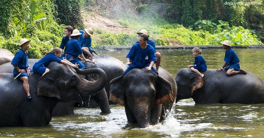 Thai Elephant Conservation Centre ศูนย์อนุรักษ์ช้างไทย ลำปาง เป็นปางช้าง ที่รัฐเป็นเจ้าของเพียงแห่งเดียวในประเทศไทยก่อ