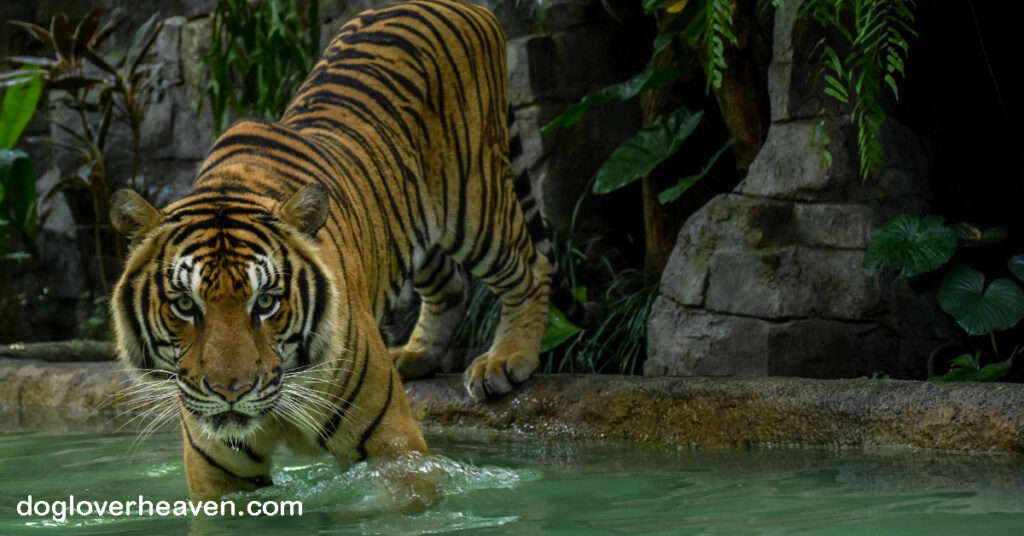Tiger Kingdom คุ้มเสือเชียงใหม่ เป็นหนึ่งในสองกิจกรรมดังกล่าวในประเทศไทยที่เปิดโอกาสให้ผู้เข้าชมได้สัมผัสกับเสือแบบ ใกล้ชิด