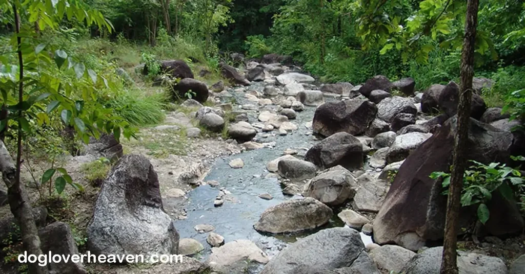 Bo Klueng Hot Stream ธารน้ำร้อนบ่อคลึง สถานที่ที่เป็นปัญหาคือบ่อน้ำพุร้อนกลางป่าอันเขียวชอุ่ม สภาพแวดล้อมทางธรรมชาติทำให้