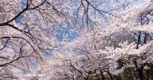 Ueno